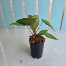 Load image into Gallery viewer, #W7 Philodendron Lynamii