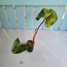 Load image into Gallery viewer, #W28 Philodendron Squamicaule