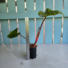Load image into Gallery viewer, #W28 Philodendron Squamicaule