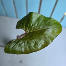 Load image into Gallery viewer, #W28 Philodendron Squamicaule