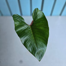 Load image into Gallery viewer, #W18 Philodendron Squamicaule