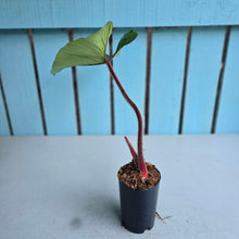 Load image into Gallery viewer, #W18 Philodendron Squamicaule