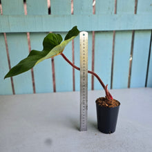 Load image into Gallery viewer, #W18 Philodendron Squamicaule