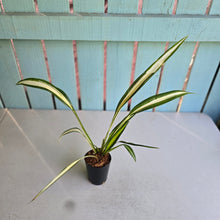 Load image into Gallery viewer, #W5 Chlorophytum Capense Tricolor