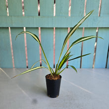 Load image into Gallery viewer, #W5 Chlorophytum Capense Tricolor