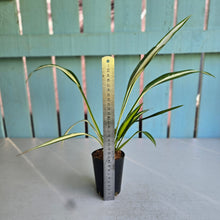 Load image into Gallery viewer, #W5 Chlorophytum Capense Tricolor