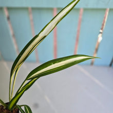 Load image into Gallery viewer, #W5 Chlorophytum Capense Tricolor