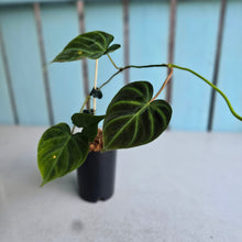 Load image into Gallery viewer, #W29 Philodendron Verrucosum Miniature