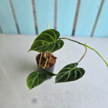 Load image into Gallery viewer, #W29 Philodendron Verrucosum Miniature