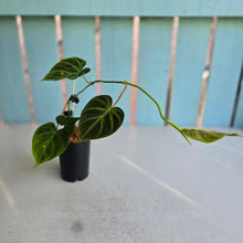 Load image into Gallery viewer, #W29 Philodendron Verrucosum Miniature