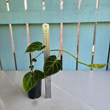 Load image into Gallery viewer, #W29 Philodendron Verrucosum Miniature