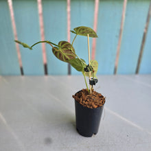 Load image into Gallery viewer, #W29 Philodendron Verrucosum Miniature