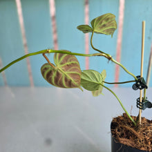 Load image into Gallery viewer, #W29 Philodendron Verrucosum Miniature