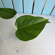 Load image into Gallery viewer, #W24 Monstera Sierrana