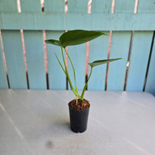 Load image into Gallery viewer, #W24 Monstera Sierrana