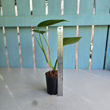 Load image into Gallery viewer, #W24 Monstera Sierrana