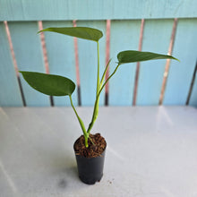 Load image into Gallery viewer, #W24 Monstera Sierrana