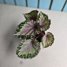 Load image into Gallery viewer, Begonia Unknown