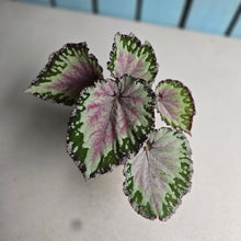 Load image into Gallery viewer, Begonia Unknown