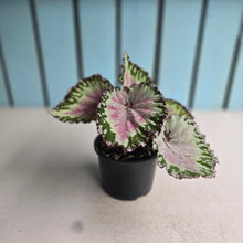 Load image into Gallery viewer, Begonia Unknown
