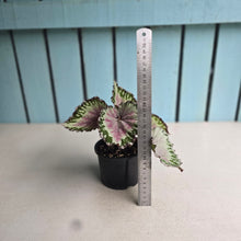 Load image into Gallery viewer, Begonia Unknown