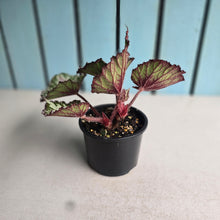 Load image into Gallery viewer, Begonia Unknown