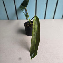 Load image into Gallery viewer, #D922 Philodendron Patriciae