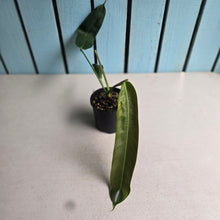 Load image into Gallery viewer, #D922 Philodendron Patriciae