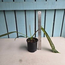 Load image into Gallery viewer, #D922 Philodendron Patriciae