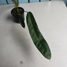 Load image into Gallery viewer, #D922 Philodendron Patriciae