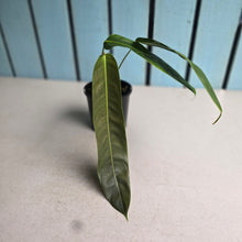 Load image into Gallery viewer, #D729 Philodendron Patriciae