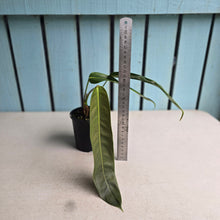 Load image into Gallery viewer, #D729 Philodendron Patriciae