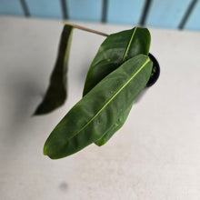 Load image into Gallery viewer, #D729 Philodendron Patriciae