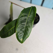 Load image into Gallery viewer, #D729 Philodendron Patriciae