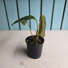 Load image into Gallery viewer, #D729 Philodendron Patriciae