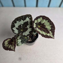 Load image into Gallery viewer, #RD7 Begonia Vienetta