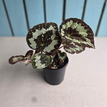 Load image into Gallery viewer, #RD7 Begonia Vienetta
