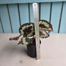 Load image into Gallery viewer, #RD7 Begonia Vienetta