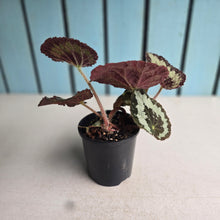 Load image into Gallery viewer, #RD7 Begonia Vienetta