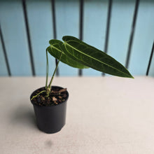 Load image into Gallery viewer, #R18 Anthurium Warocqueanum