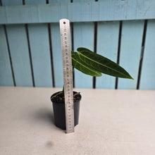 Load image into Gallery viewer, #R18 Anthurium Warocqueanum