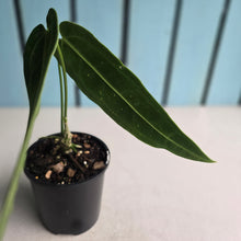 Load image into Gallery viewer, #R18 Anthurium Warocqueanum