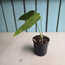 Load image into Gallery viewer, #R18 Anthurium Warocqueanum