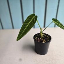 Load image into Gallery viewer, #R109 Anthurium Warocqueanum
