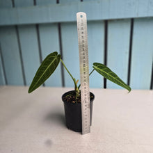 Load image into Gallery viewer, #R109 Anthurium Warocqueanum