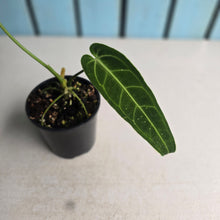 Load image into Gallery viewer, #R109 Anthurium Warocqueanum