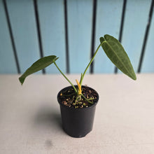 Load image into Gallery viewer, #R109 Anthurium Warocqueanum
