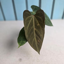 Load image into Gallery viewer, #R433 Anthurium NOID