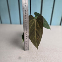 Load image into Gallery viewer, #R433 Anthurium NOID