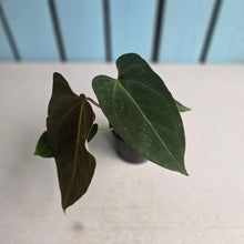 Load image into Gallery viewer, #R433 Anthurium NOID
